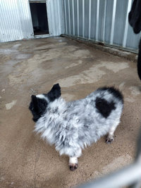 Courettes extérieures des Chiens